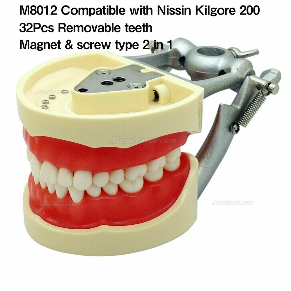 Articulated dental model with 28/32Pcs removable teeth Reliable access to replacement teeth Soft gingiva Anatomical screw mounted teeth Gives a realistic simulation of the dental spaces We also carry the replacement teeth This is compatible with nissin kilgore 200 brand typodont Universal mounting plate and pole articulator